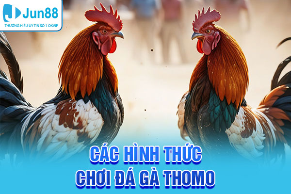 Các hình thức chơi đá gà thông dụng trên Thomo