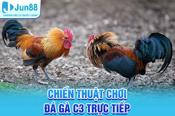 Các chiến thuật tham gia chơi đá gà C3 trực tiếp