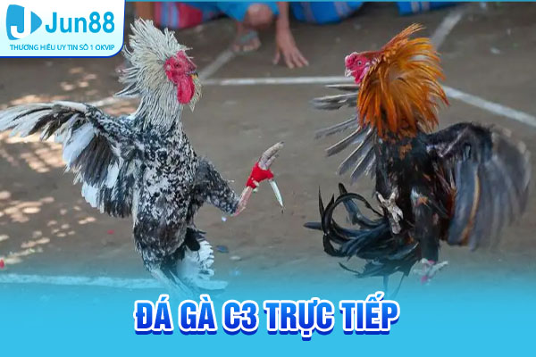 trực tiếp đá gà C3 hôm nay