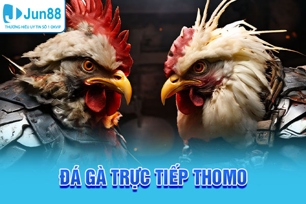 Đá Gà Trực Tiếp Thomo