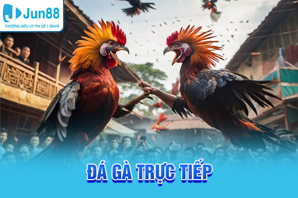 Đá gà trực tiếp