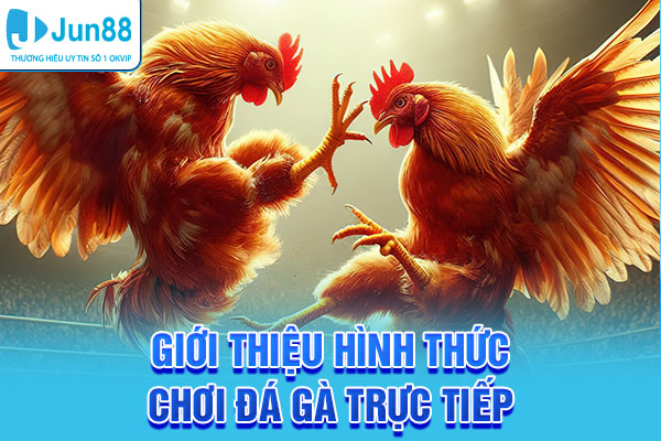 Giới thiệu hình thức chơi đá gà trực tiếp