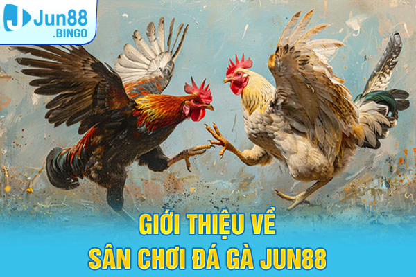 Giới thiệu về sân chơi đá gà tại nhà cái Jun88