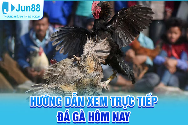 Hướng dẫn nhanh cách xem trực tiếp đá gà hôm nay