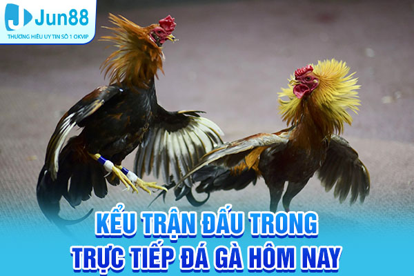 Các kiểu trận đấu có trong trực tiếp đá gà hôm nay