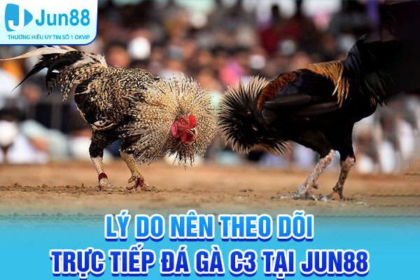 Lý do nên theo dõi trực tiếp đá gà C3 hôm nay tại Jun88