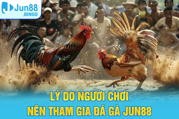 Lý do người chơi nên tham gia cược đá gà Jun88