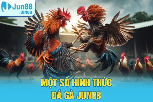 Một số hình thức đá gà Jun88