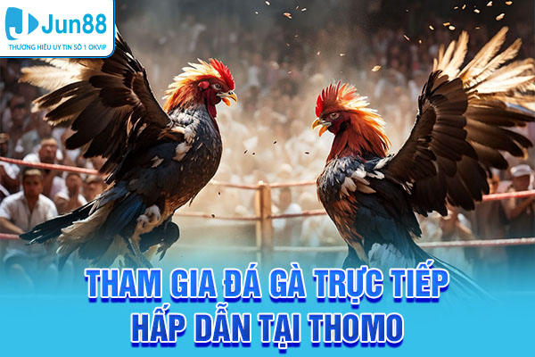 Tham gia đá gà trực tiếp hấp dẫn tại Thomo