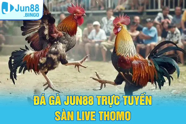 đá gà Jun88 trực tuyến