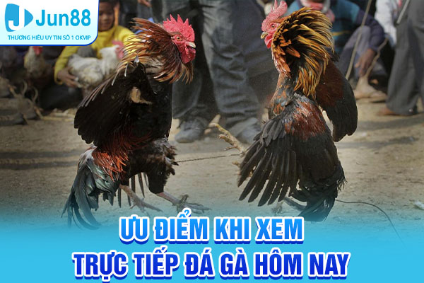 Ưu điểm khi xem trực tiếp đá gà hôm nay