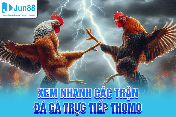 Xem nhanh các trận đá gà trực tiếp Thomo