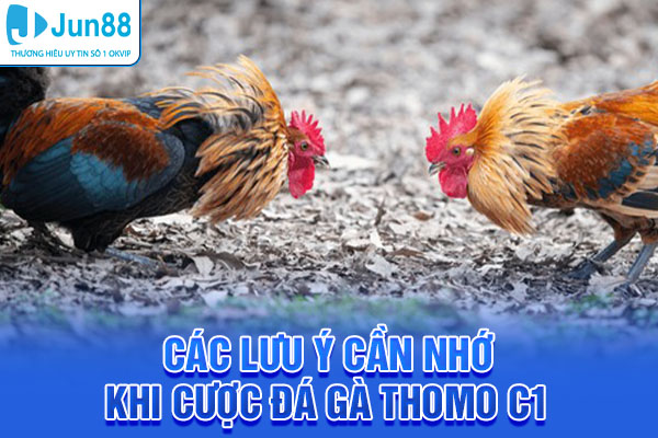 Các lưu ý cần nhớ khi cược đá gà Thomo C1