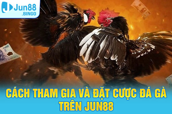 Hướng dẫn nhanh cách tham gia và đặt cược đá gà trên Jun88