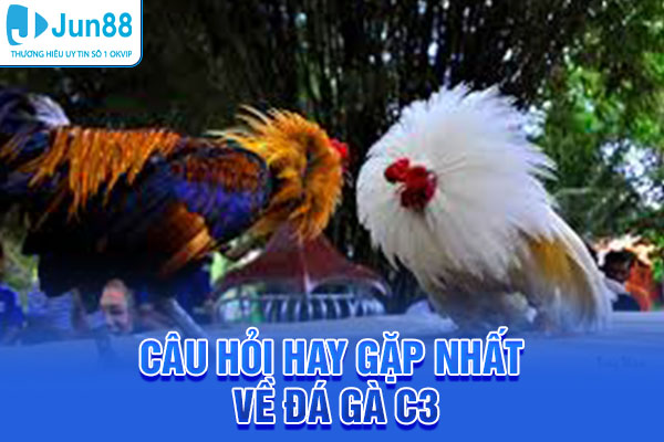 FAQ - Giải đáp những câu hỏi hay gặp nhất về đá gà C3