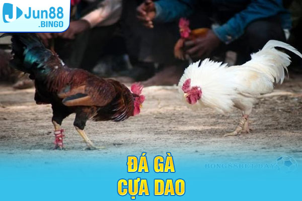 đá gà cựa dao