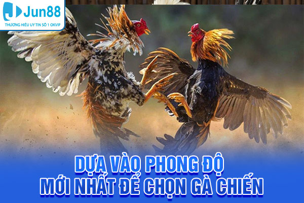 Dựa vào phong độ mới nhất để chọn gà chiến