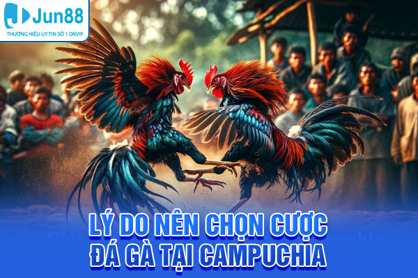 Lý do nên chọn cược đá gà tại Campuchia