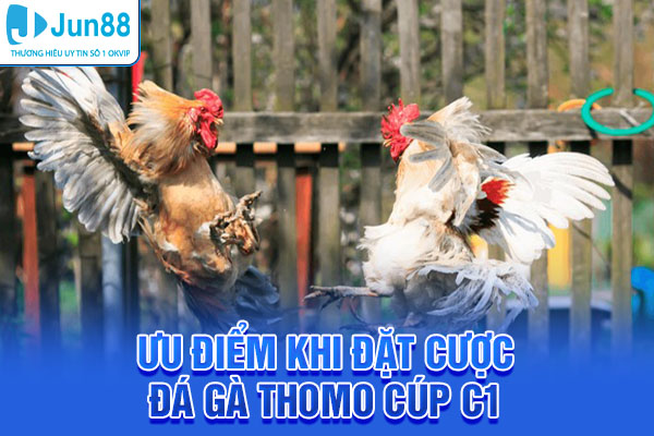 Một số ưu điểm khi đặt cược đá gà Thomo cúp C1